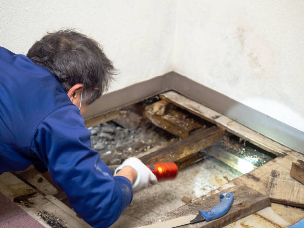 Best Insurance-Related Mold Remediation in Kemah, TX