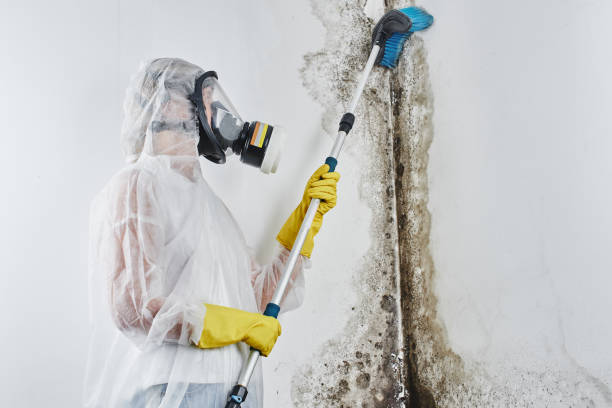 Best Black Mold Remediation in Kemah, TX