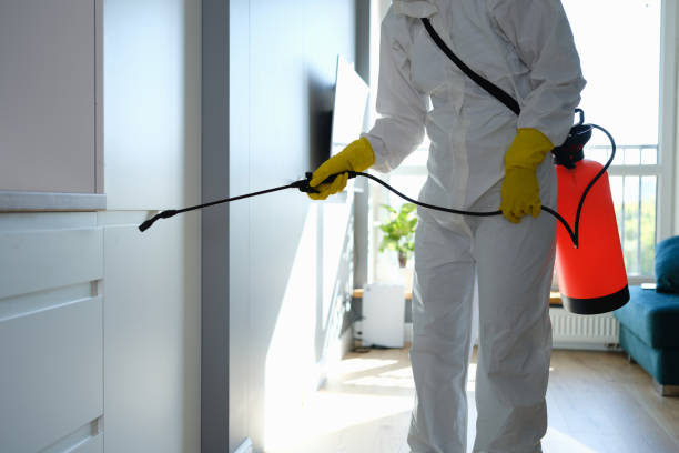 Best White Mold Remediation in Kemah, TX