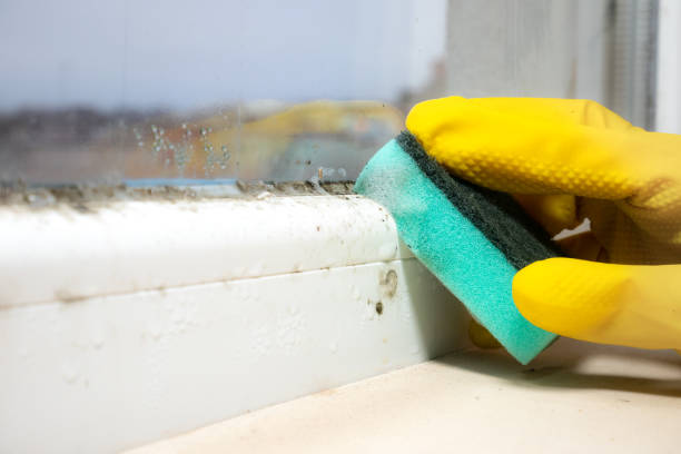 Best Bathroom Mold Remediation in Kemah, TX