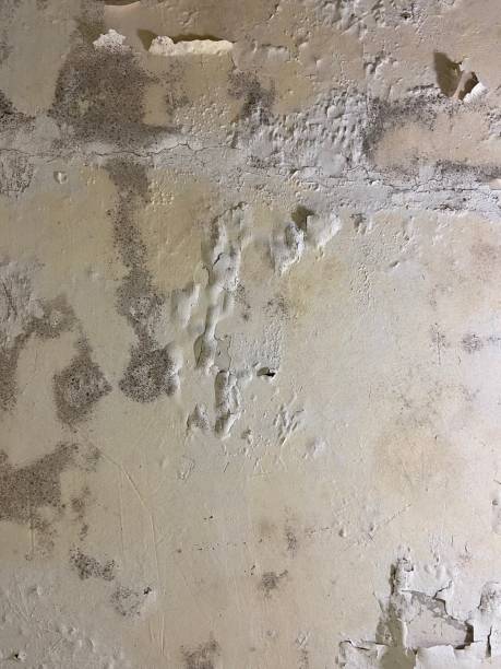 Professional Mold Remediation in Kemah, TX