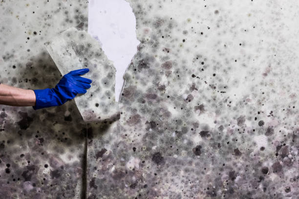 Best Attic Mold Remediation in Kemah, TX